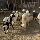 طليان حريه