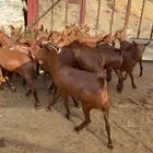 معزا دهم