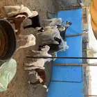 معزى متاويم