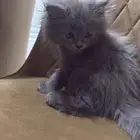 قطط للبيع