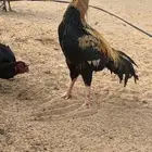 ديك سنودي بيور