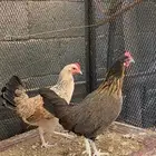 للبيع دجاجتين السودا عربي و البيضاء شوكي