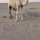 خلفه وضحا مصغر