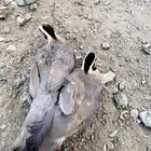 قهد