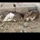 أرانب للبيع
