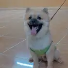 كلب البوميرانيان