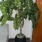 زرع ودراجه