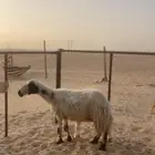 رغوث حريه ومقرعه على فحل خصم