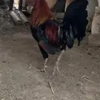 للبيع ديك بلدي اصيل