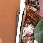 ووصلة اخيره للهايلوكس