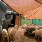 بهم حري ذبايح