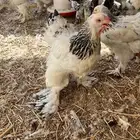 دجاج براهما كونك كولمبي