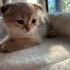 قط ذكر كتن للبيع