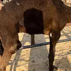 للبيع قعود قصب