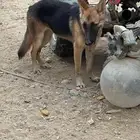 انثئ جيرمن شبرد للبدل اي شي مناسب