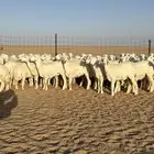 رخال حريات جذعات منوة مدورين الزين صنف