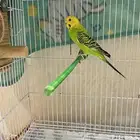 انثى بادجي للبيع جاهزه