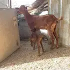 ماعز عليها تيس