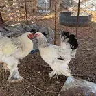 دجاج ابرهما