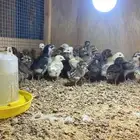 للبيع فروخ دجاج