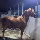فرس شعبيه كفو