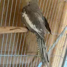 كوكتيل كروان سينمون ذكر