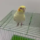 كروان لاتينو اليييف جدا