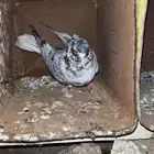 ذكر إيراني