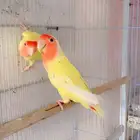 جوز روز منتج