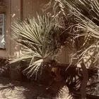 نخل امريكي للبيع عمر 8 سنوات جذع كبير