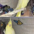 طيور كوكاتيل زوج للبيع
