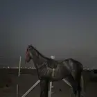 خيل