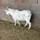 تيس قزم عمر 12 شهر