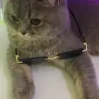 قطوه للتبني