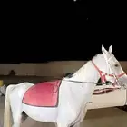 خيل