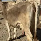 بقرة المانية للبيع