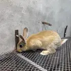 طقم ارانب شنشيلا عملاق