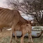 بقره معه عجل ذكرر البيع عمره شهر ونص