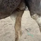 ناقه لقحى لها اكثر من 8شهور مثولث