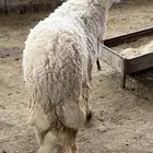 للبيع فحل حري مشروط