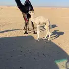 للبيع خلفه كفو منيحه رقم 1