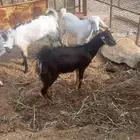 تيوس 7