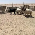 ذبايح بالذيبيه