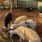 بهم حري ونجديه ونعيمه