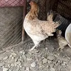 دجاجه مفرخه عليها 6 فروخ 3 بلدي 2 برهما 1 حجل