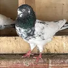 حمام ازواج للبيع