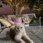 قطط للتبني