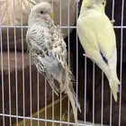 زوج بادجي متوالف