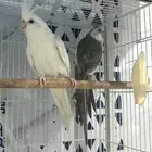 زوج كروان منتج