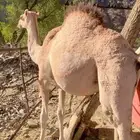 قعود لباني